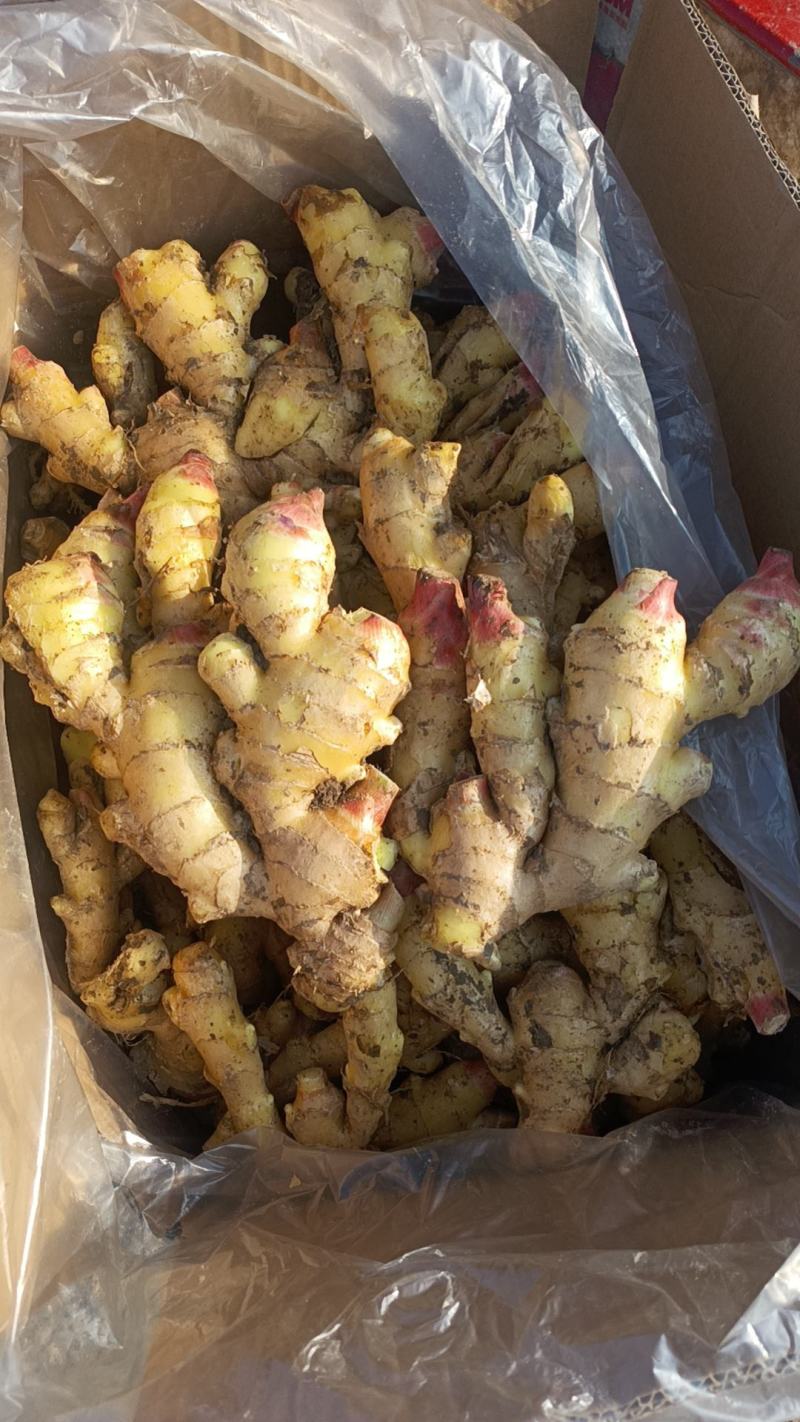 山东鲜姜，块大色正，一手货源，大量现货，产地直发，