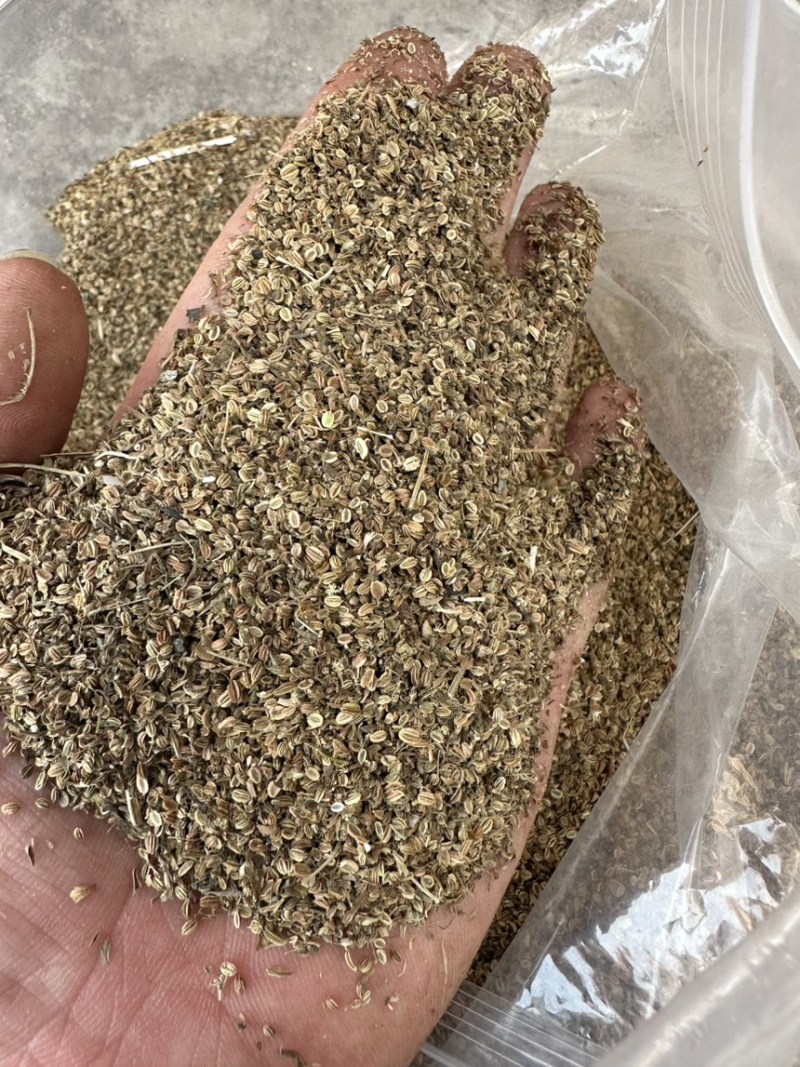 蛇床子干货，精选，手选，安徽亳州，干净过筛过风，