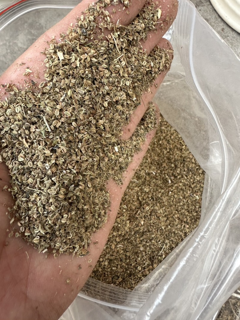 蛇床子干货，精选，手选，安徽亳州，干净过筛过风，