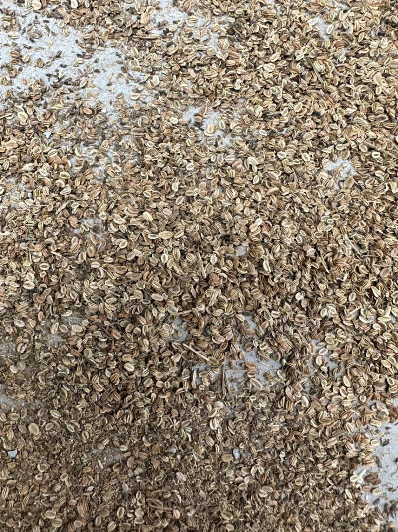 蛇床子干货，精选，手选，安徽亳州，干净过筛过风，