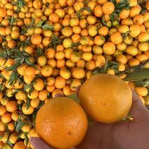 早熟蜜橘十堰丹江口蜜橘产地市场直发货源充足全国