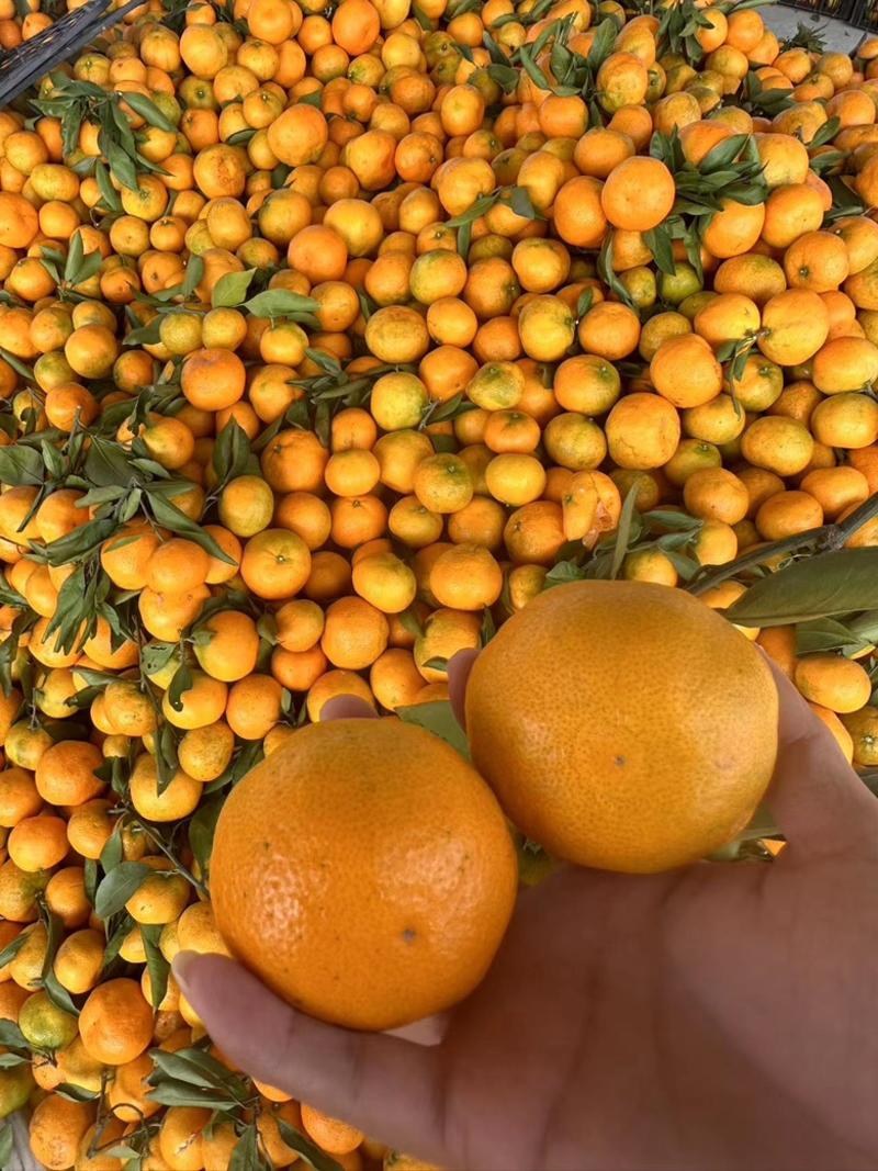 早熟蜜橘十堰丹江口蜜橘产地市场直发货源充足代发全国