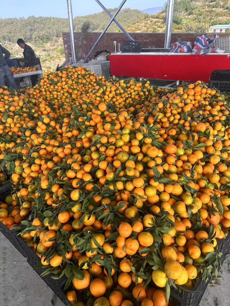 早熟蜜橘十堰丹江口蜜橘产地市场直发货源充足代发全国