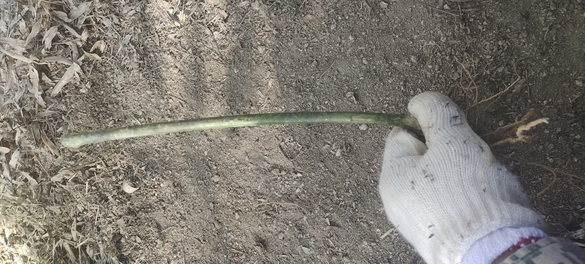 黄精的种植与加工过程