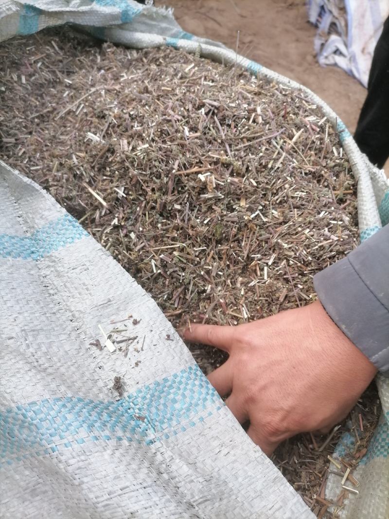 荆芥荆芥穗荆芥苏酥全荆芥