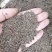 紫苏子紫苏籽