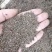 紫苏子紫苏籽