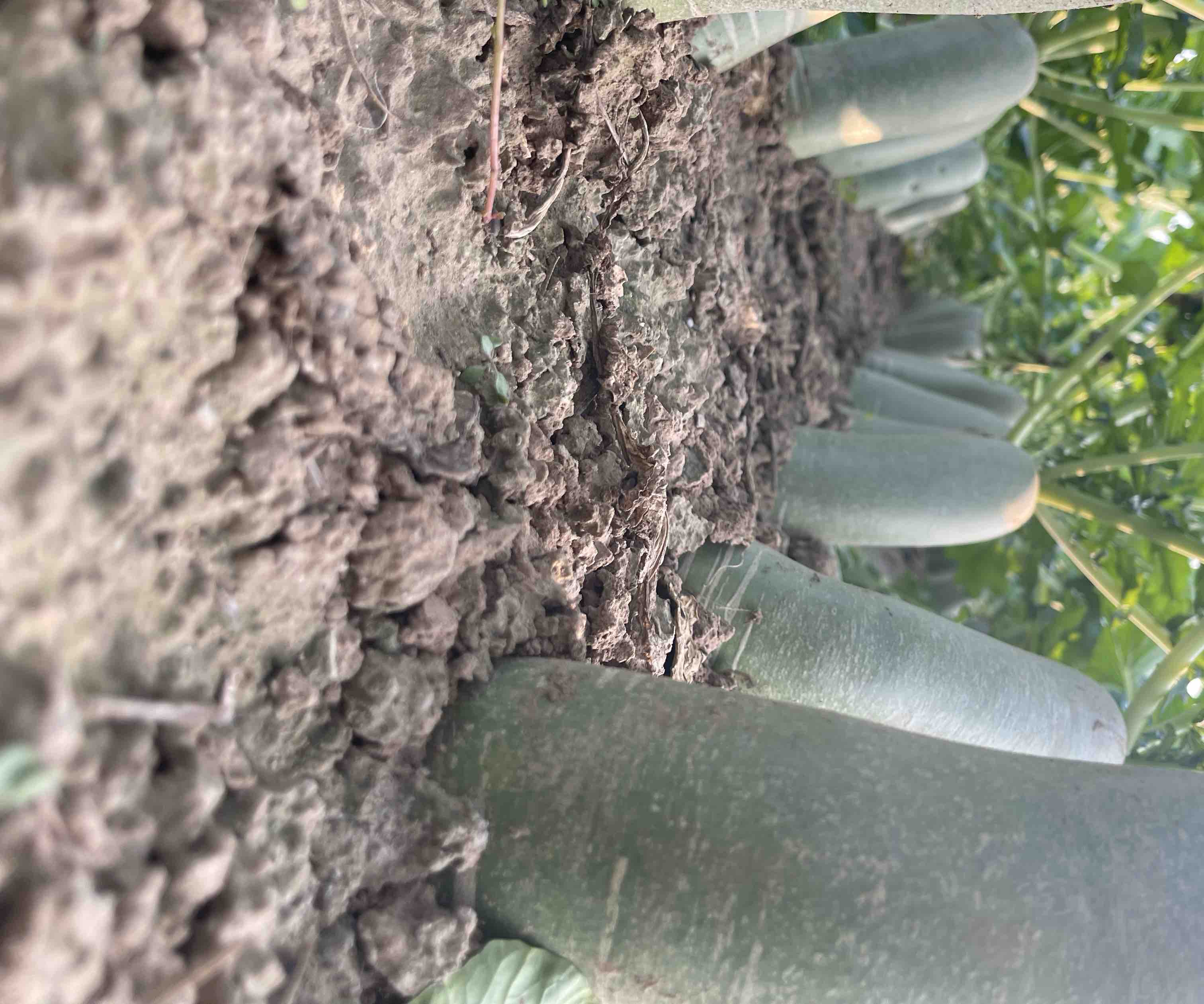 水果萝卜营养成分分析图