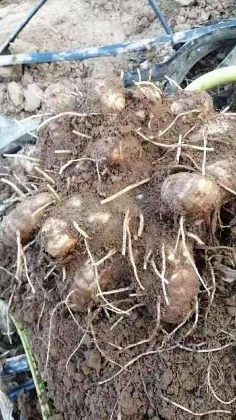 山东芋头大量上市中品种8520欢迎大家采购