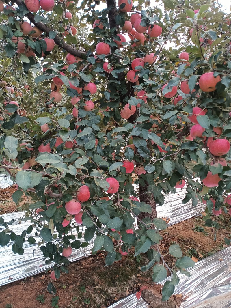 山坡的红富士苹果特别甜