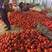山东临沂费县优质西红柿大量上市了。