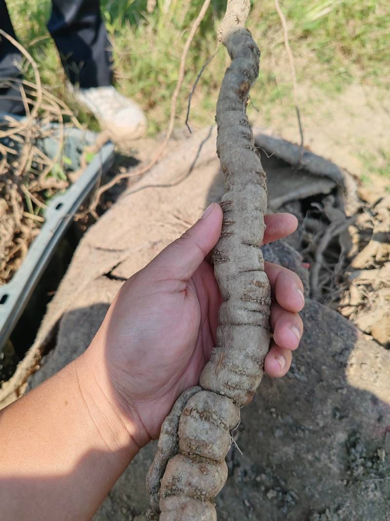 家种粉防己，石菖蒲出售