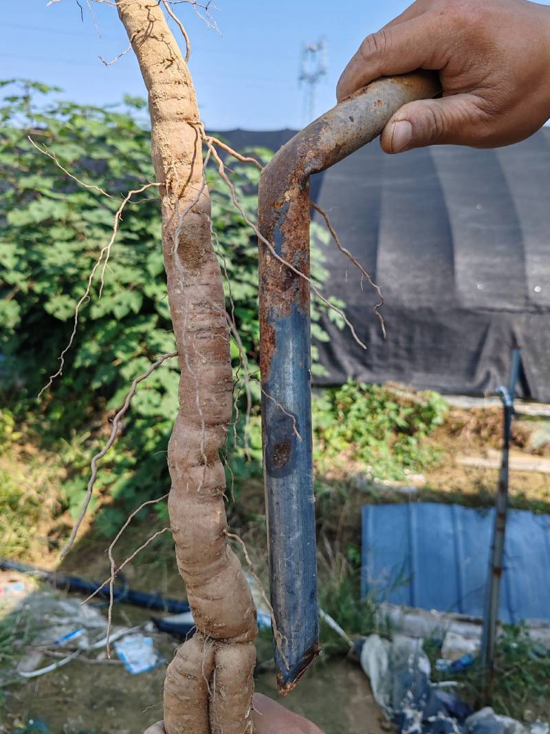 家种粉防己，石菖蒲出售