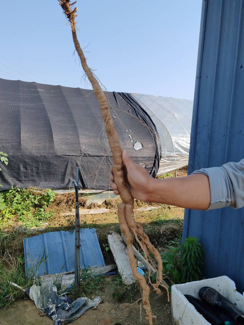 家种粉防己，石菖蒲出售