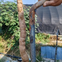 家种粉防己，石菖蒲出售