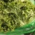 河北散叶生菜大量上市,产地直发,可共超市,电商