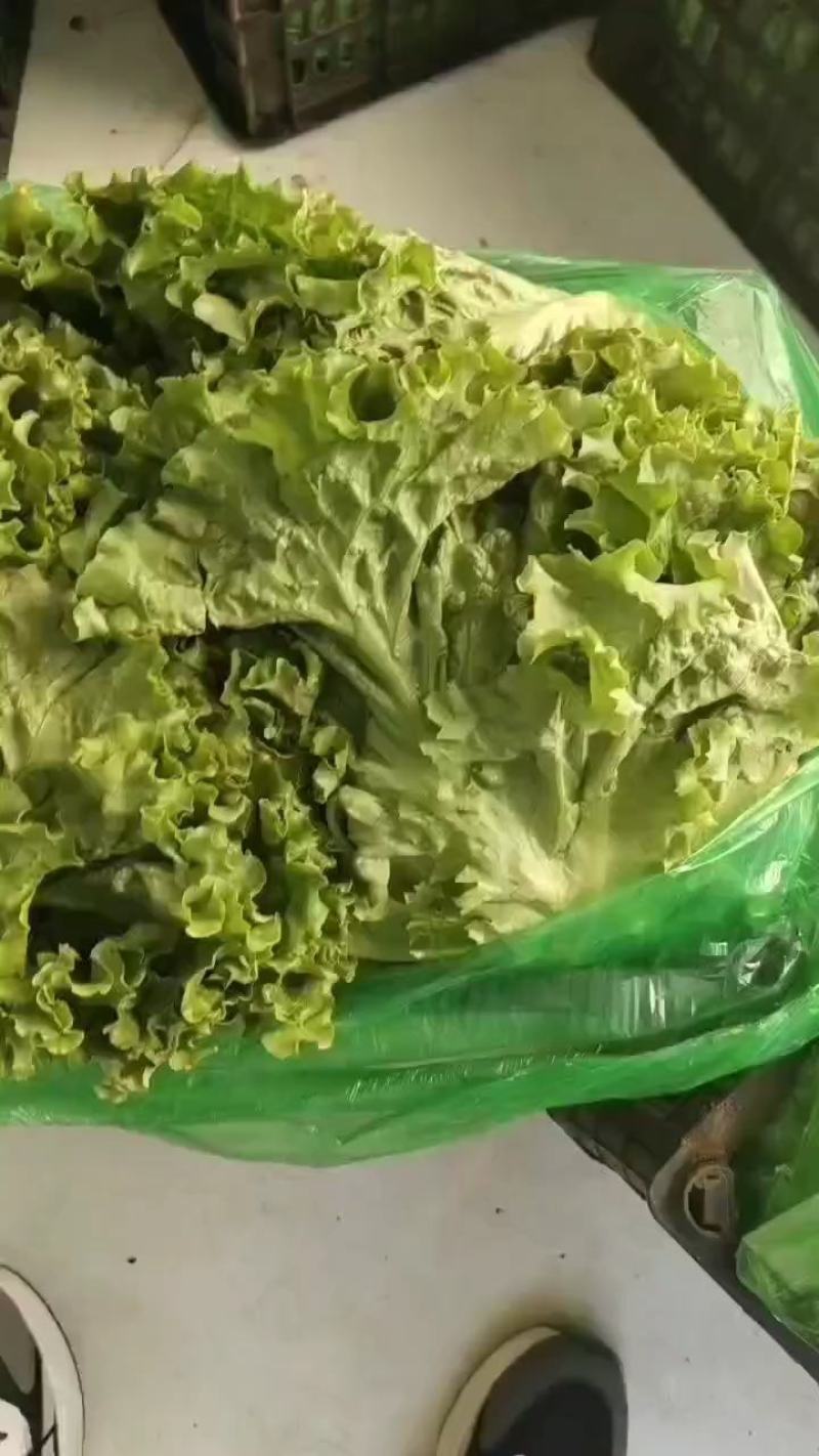 河北散叶生菜大量上市，产地直发，可共超市，电商
