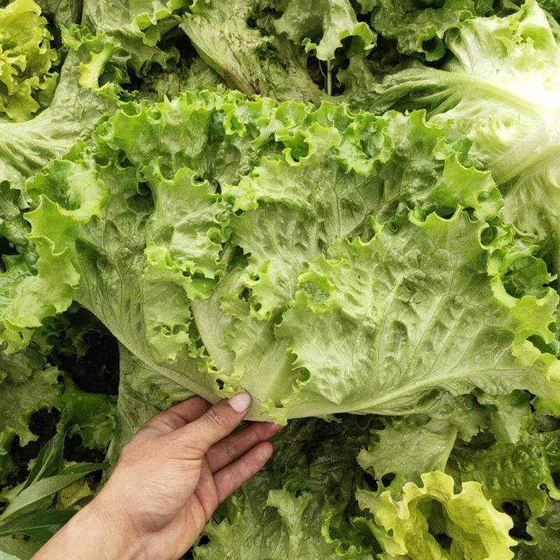 河北散叶生菜大量上市，产地直发，可共超市，电商