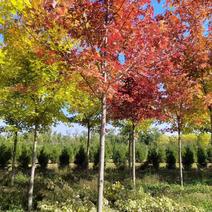 河北美国红枫8-10公分数量10万棵处理