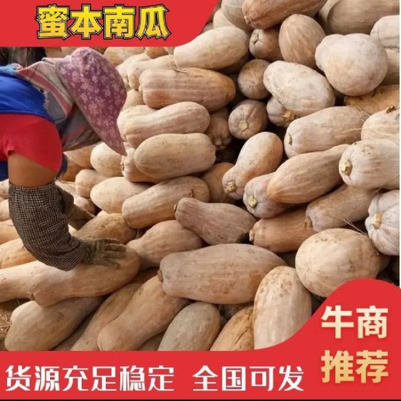 广东精品南瓜基地，超市，市场，一手货，承接电商