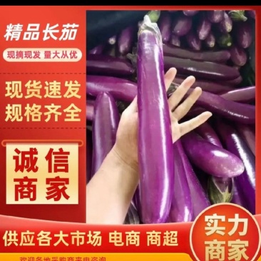 【精品】广东茄子长茄货源充足大量上市价格合适产地直发