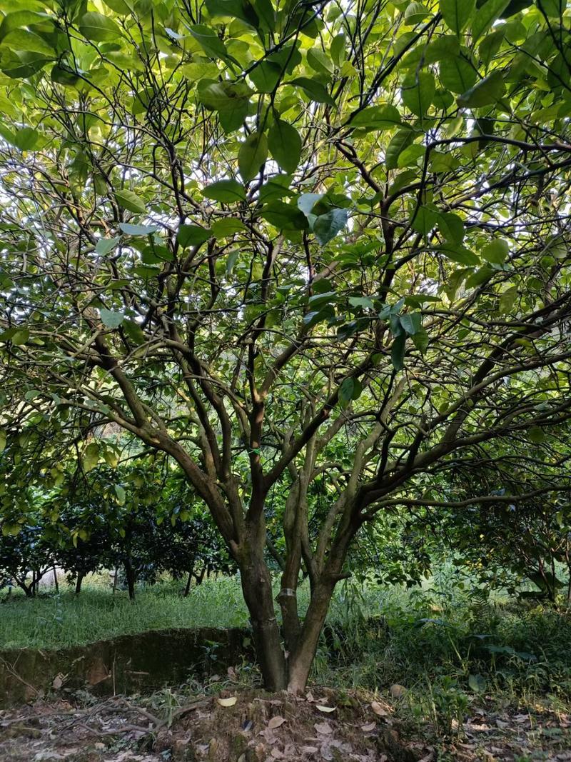 10-20公分的柚子树，香泡树，丛生柚子树基地直发