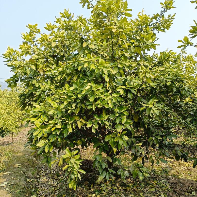 10-20公分的柚子树，香泡树，丛生柚子树基地直发