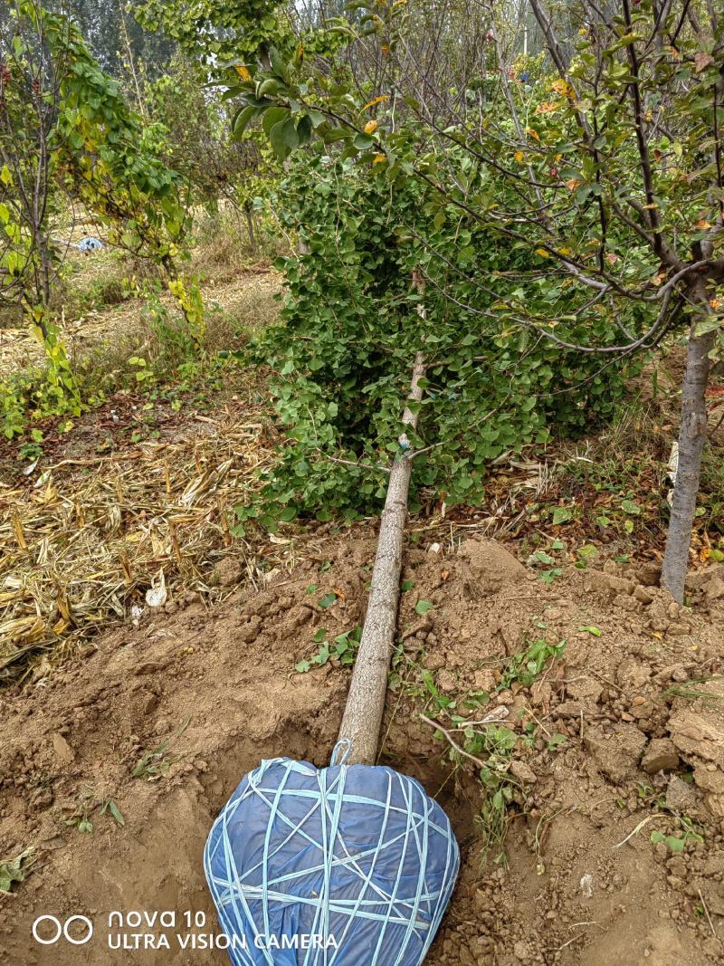 河北玉兰基地地径6-10公分玉兰数量10万棵，价格便宜