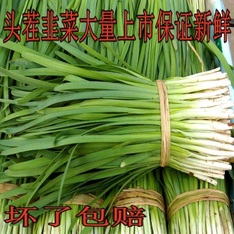 河北韭菜，专门对接天津，东北，内蒙市场，当天发车