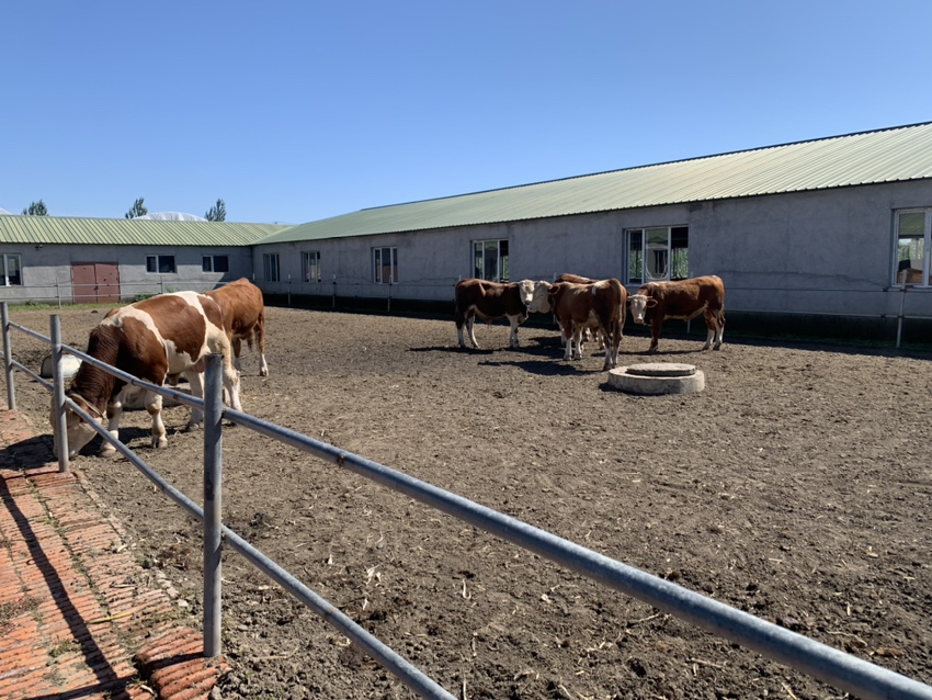 西门塔尔牛群在牧场中