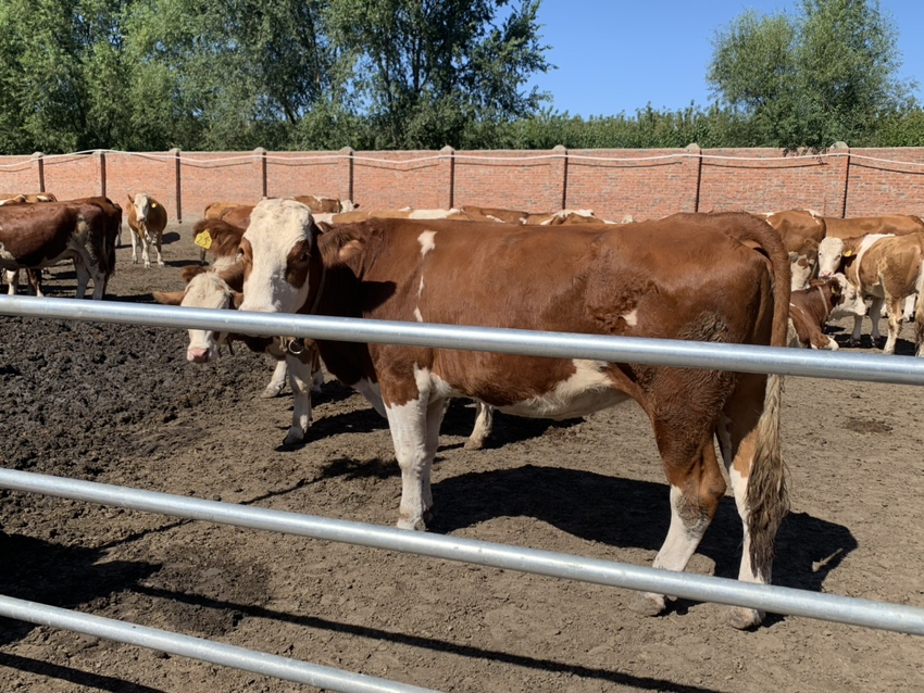 西门塔尔牛在牧场中悠闲吃草