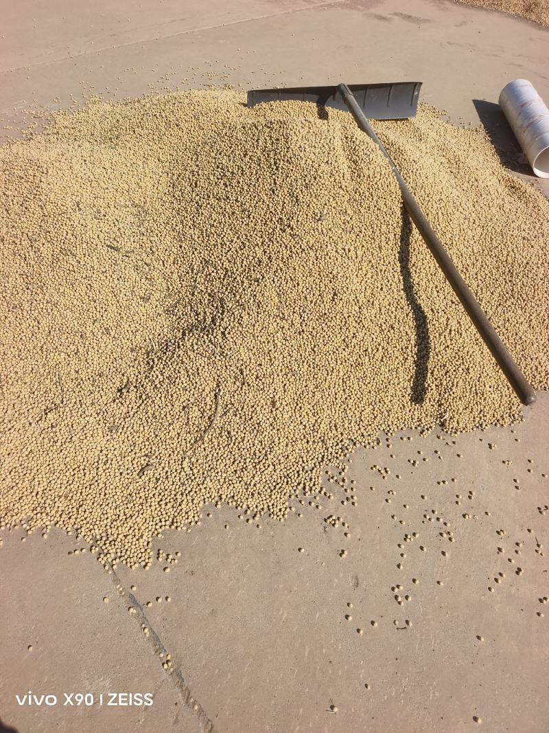江苏-黄豆-黄黄豆南通-黄豆启东烂黄豆感兴趣的老板联