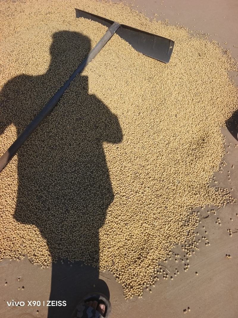 江苏-黄豆-黄黄豆南通-黄豆启东烂黄豆感兴趣的老板联