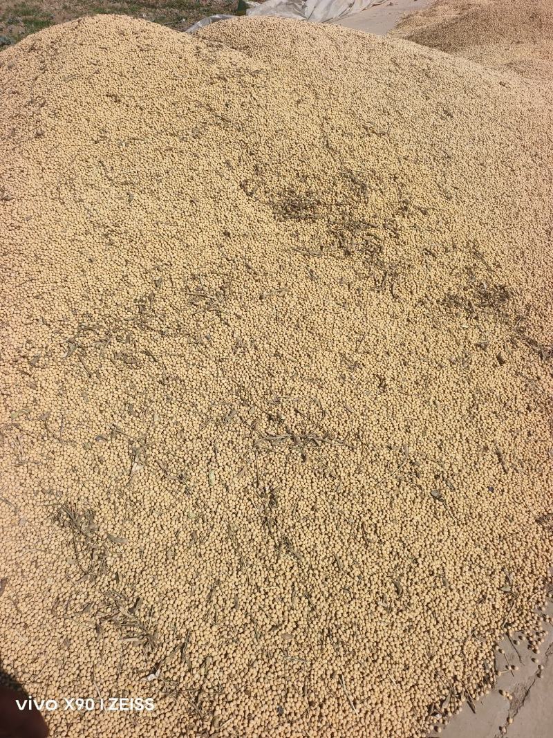 江苏-黄豆-黄黄豆南通-黄豆启东烂黄豆感兴趣的老板联