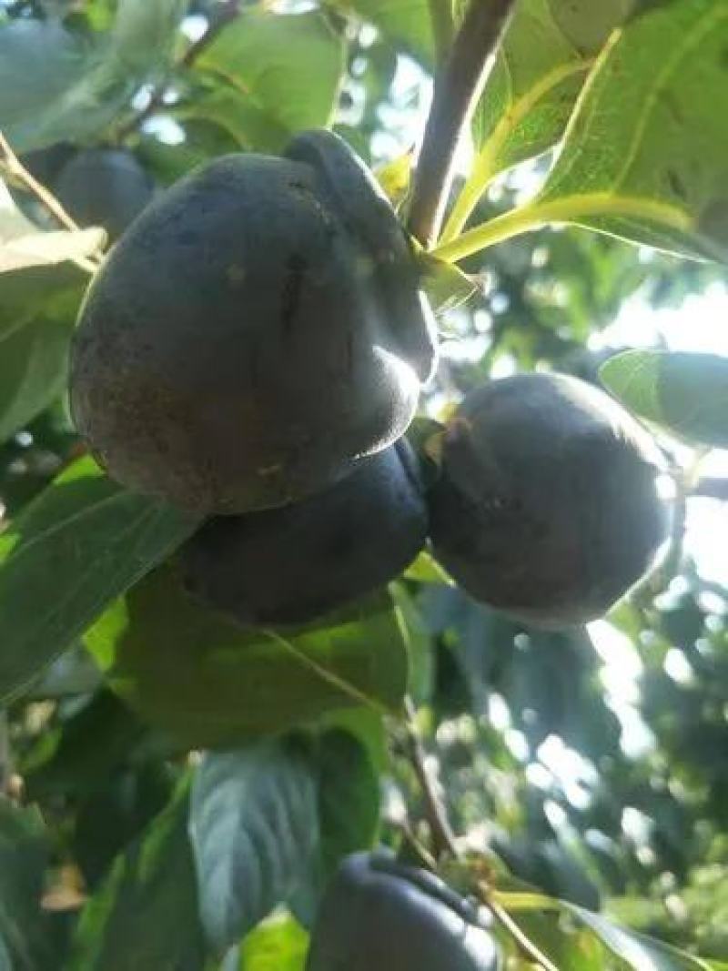 黑柿子苗柿子品种介召保质保量一手货源全国发货