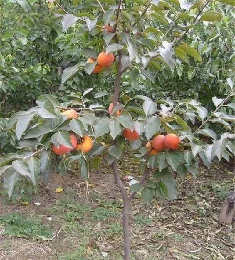 黑柿子苗柿子品种介召保质保量一手货源全国发货