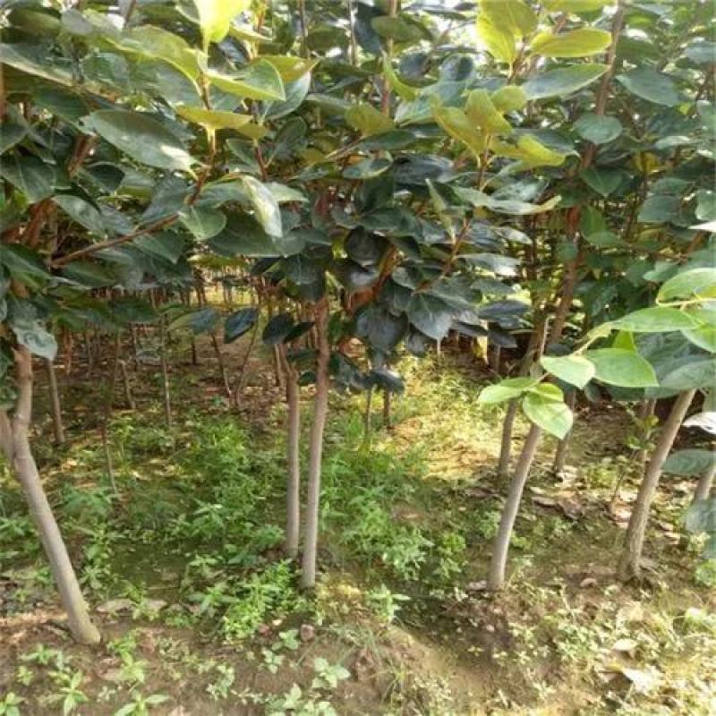 黑柿子苗柿子品种介召保质保量一手货源全国发货