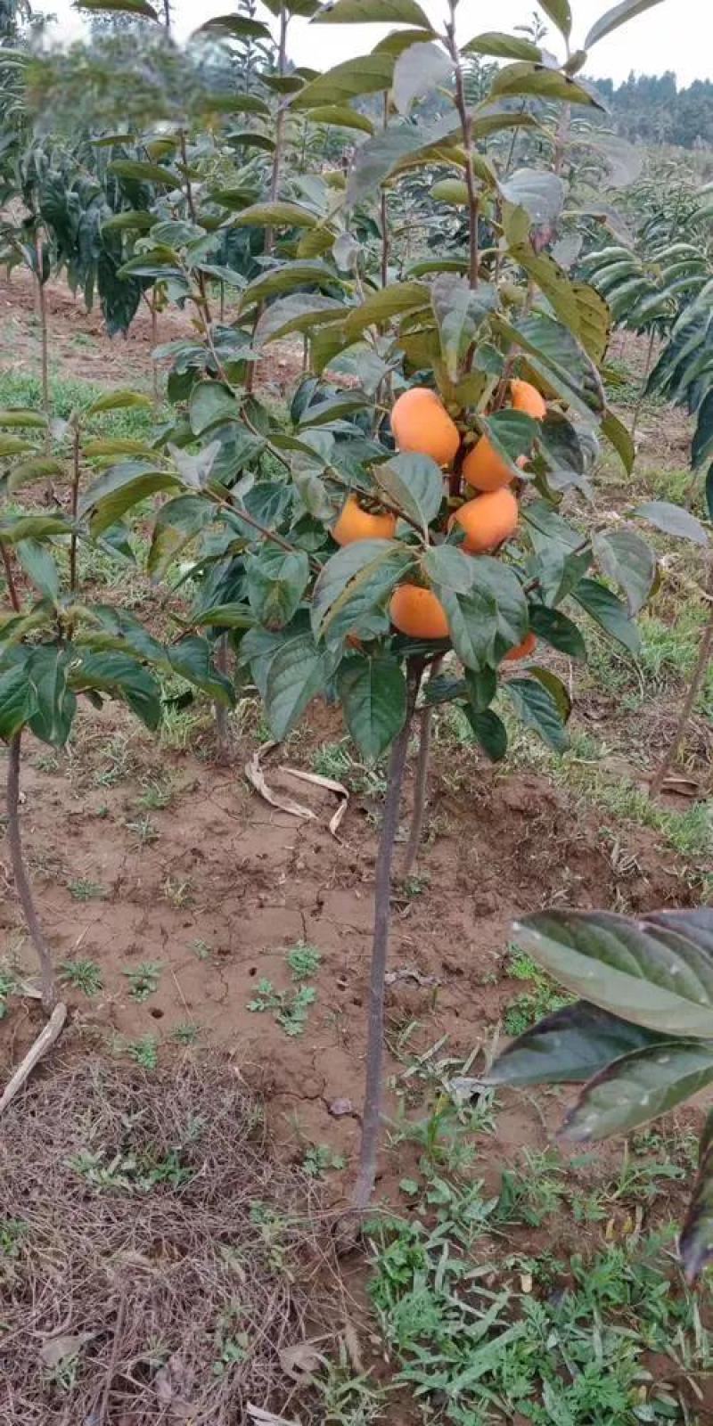 黑柿子苗柿子品种介召保质保量一手货源全国发货