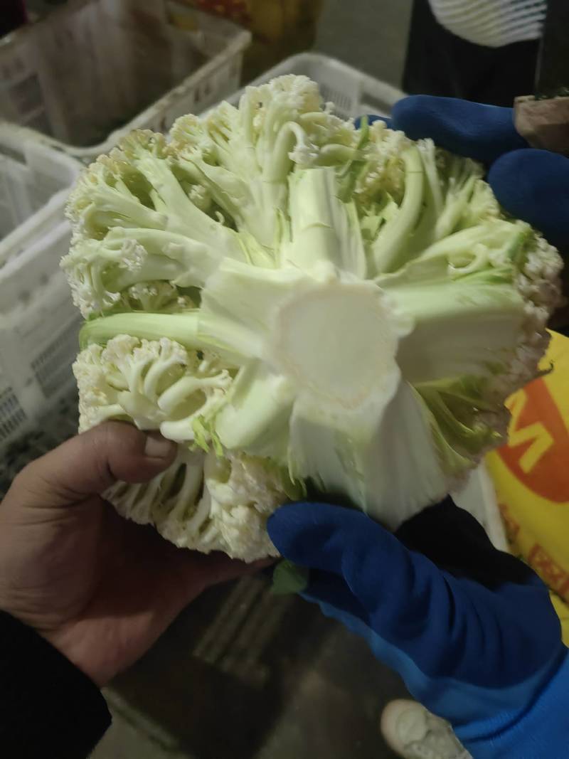 精品有机花价格底需要的联系