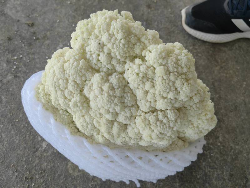 精品有机花价格底需要的联系