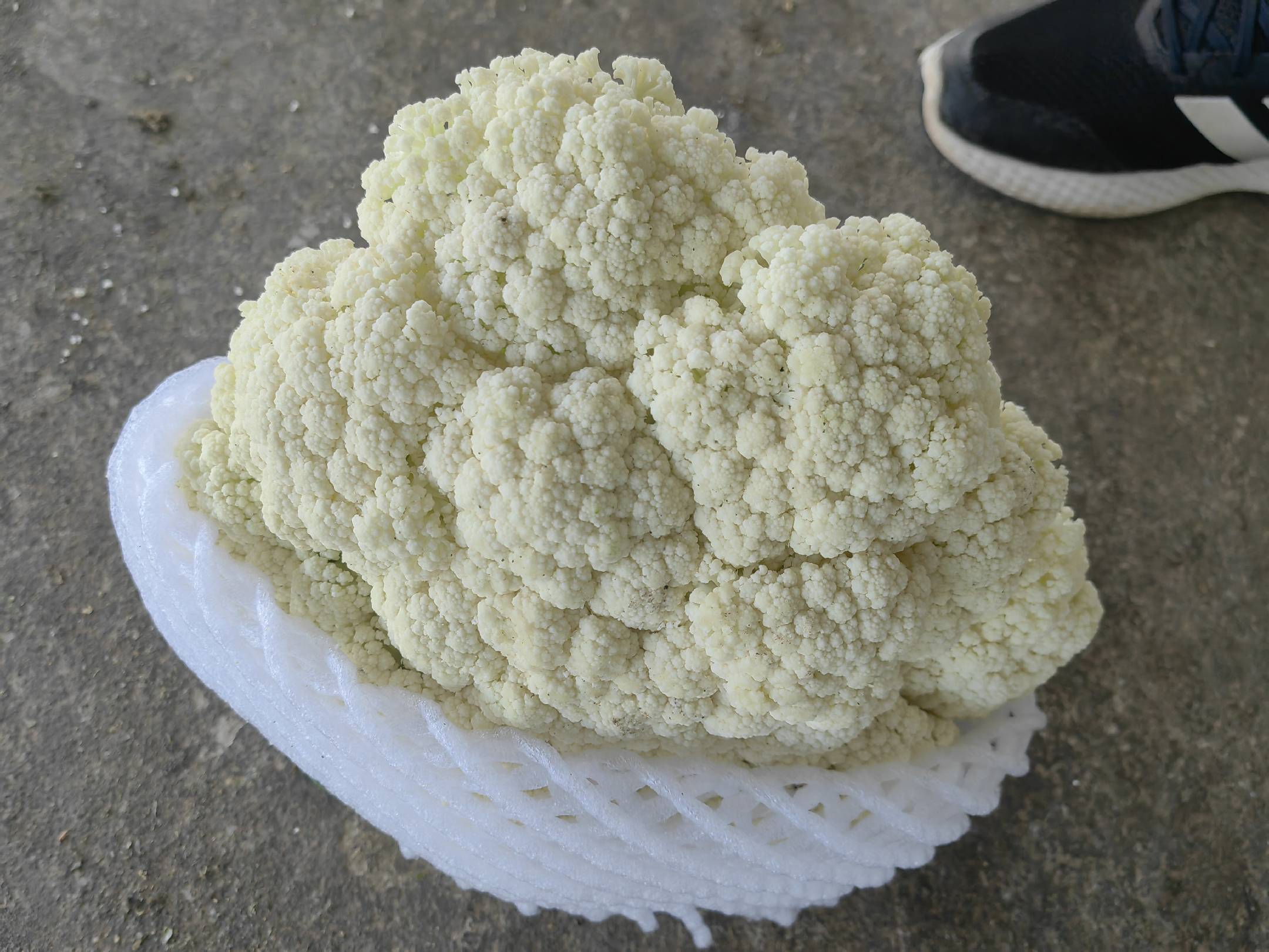 松花菜新鲜采收特写