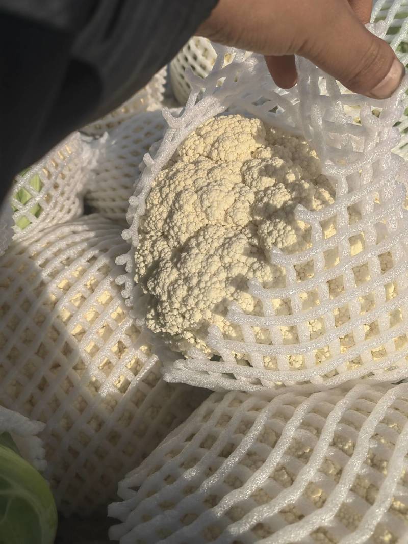 精品有机花价格底需要的联系