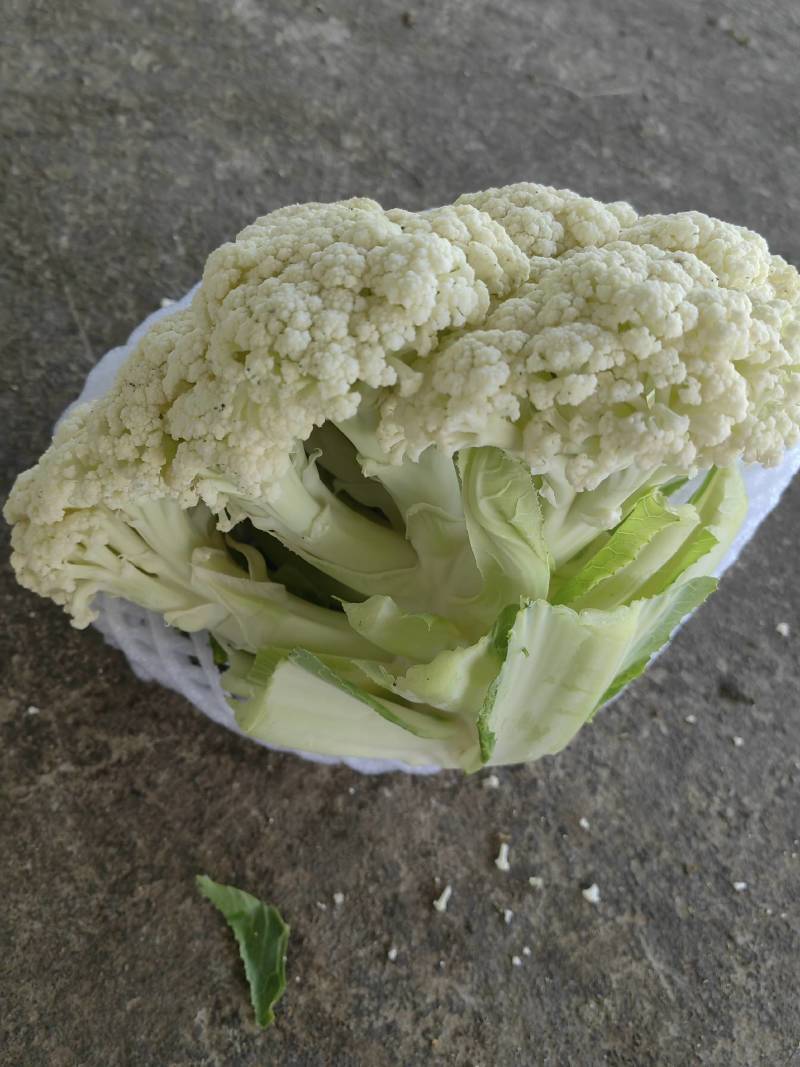 精品有机花价格底需要的联系