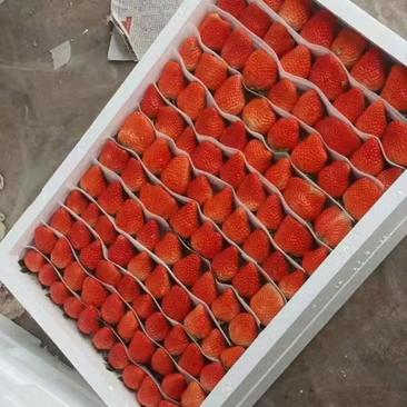 徐州贾汪草莓宁玉草莓大量上市现摘先发欢迎到我地现场考察看货