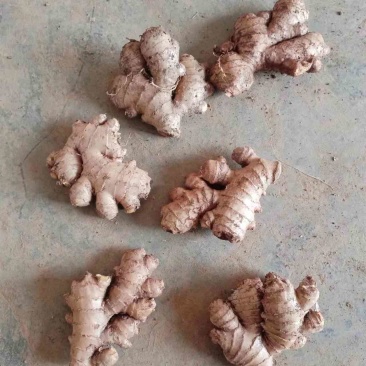 贵州老姜头，精品货，不要拿山东货来比，没得比较