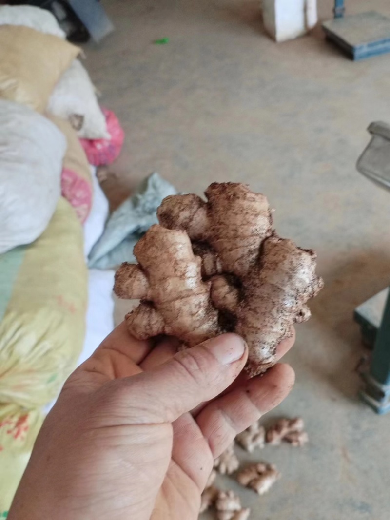 贵州老姜头，精品货，不要拿山东货来比，没得比较