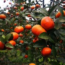 默科特柑橘苗，当天发货，苗木青秀，无病虫