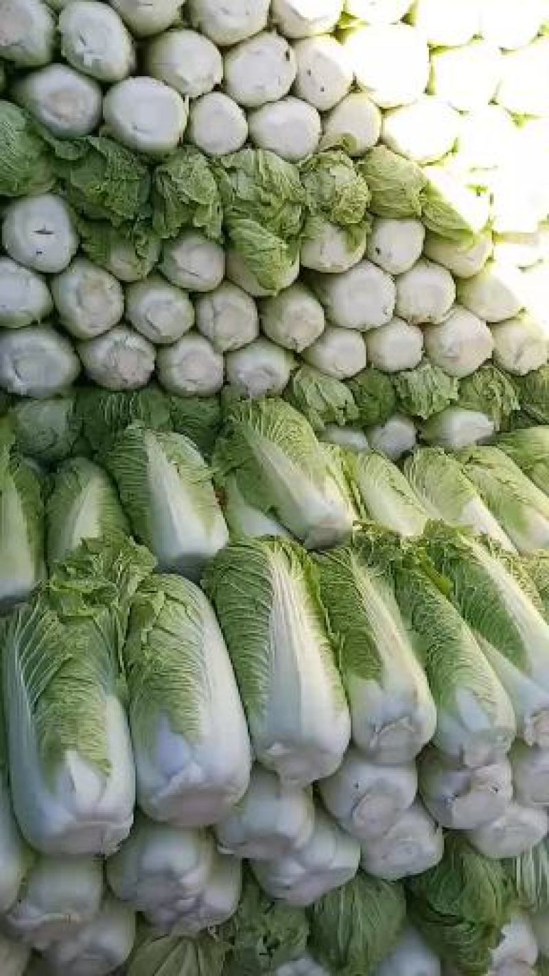 白菜