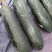 黑皮冬瓜大量有货，15斤不封顶，20斤不封顶