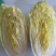 黄心白菜大量供应质优价廉欢迎各位客商光临